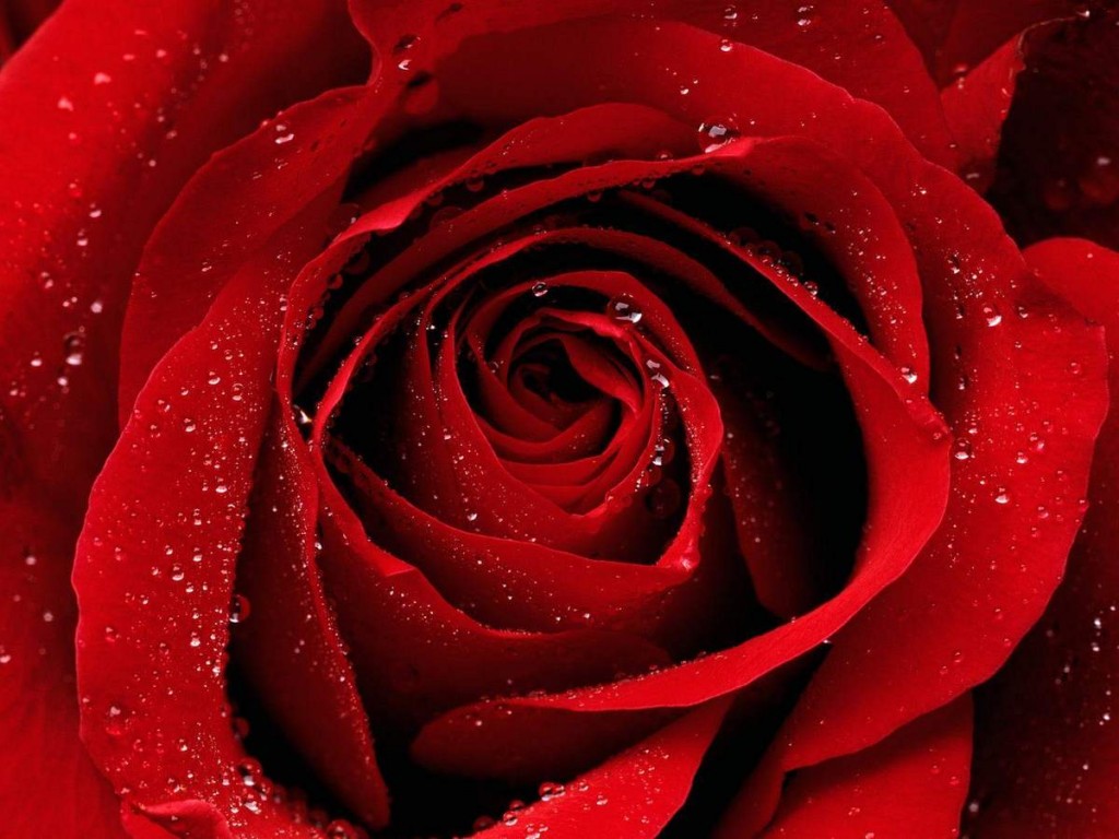 Tạo ảnh làm hình nền điện thoại với bông hoa hồng nghệ thuật tuyệt đẹp